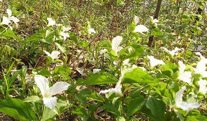 Trillium along the the Allegheny River Trail.