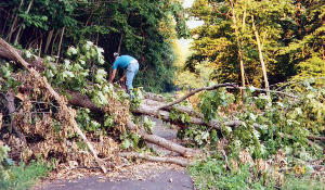 Tree clearing off the Allegheny River Trail.