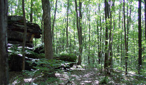 Boulders along some single track