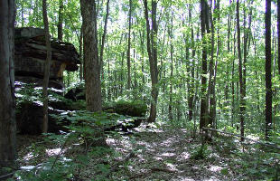 Single track trail at Two Mile Run